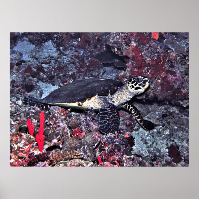 Hawksbill auf den Malediven Poster (Vorne)