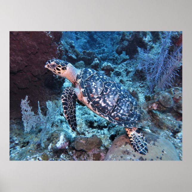 Hawksbill Blending in Poster (Vorne)