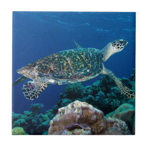 Hawksbill Meeresschildkröte-Great Barrier Reef Fliese