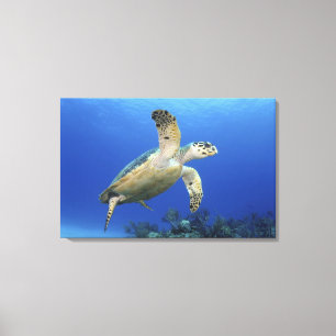Hawksbill Meeresschildkröte Leinwanddruck