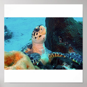 Hawksbill Schildkröte Poster