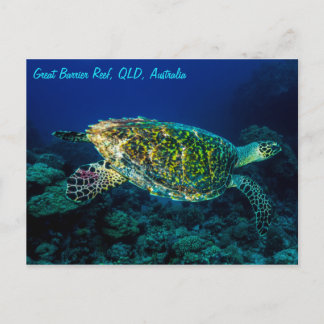Hawksbill Sea Turtle Great Barrier Reef Coral Sea Postkarte
