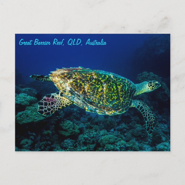 Hawksbill Sea Turtle Great Barrier Reef Coral Sea Postkarte (Vorderseite)