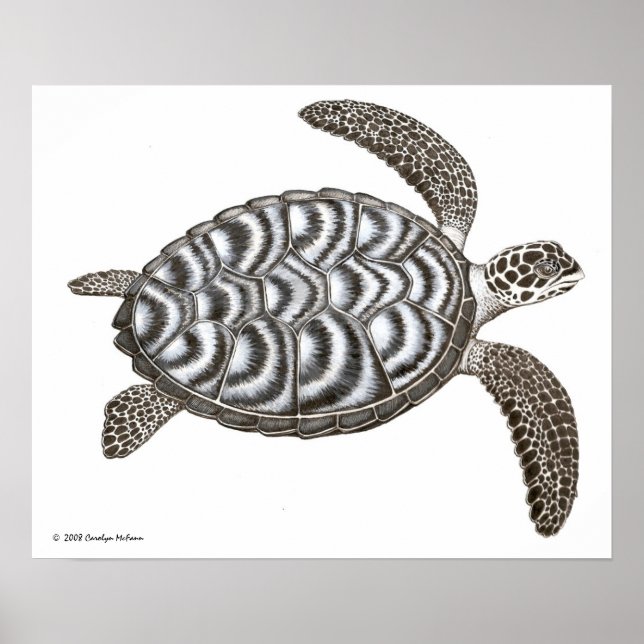 Hawksbill Sea Turtle Print Poster (Vorne)