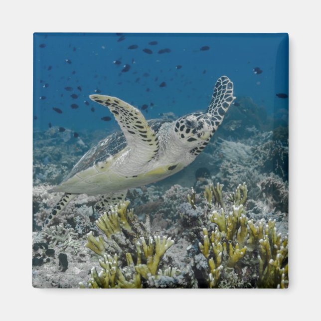 Hawksbill Sea Turtle Swimming Magnet (Vorne)