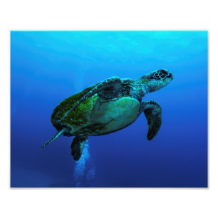 Hawksbill Seeschildkröte-Foto-Druck Fotodruck