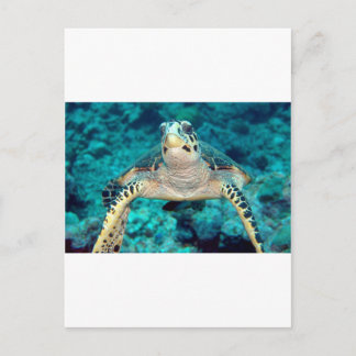 Hawksbill Turtle Postkarte