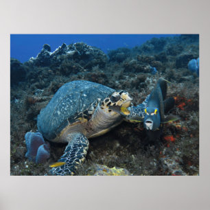 Hawksbill und Crew Poster