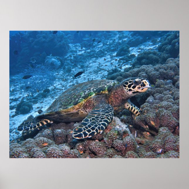 Hawksbill von Raja Ampat Poster (Vorne)