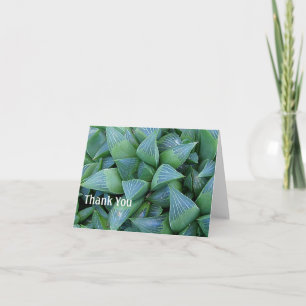 Haworth Cartes de remerciements Plante succulents