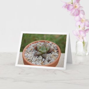 Haworthia cooperi, sukkulente Pflanze Karte