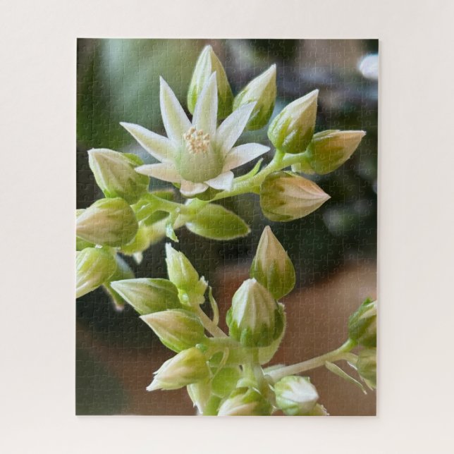 Haworth's Aeonium Flowers Close-Up Photograph (Vertikal)