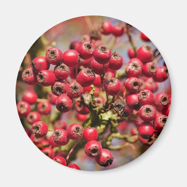 Hawthorn Berries Magnet (Vorne)