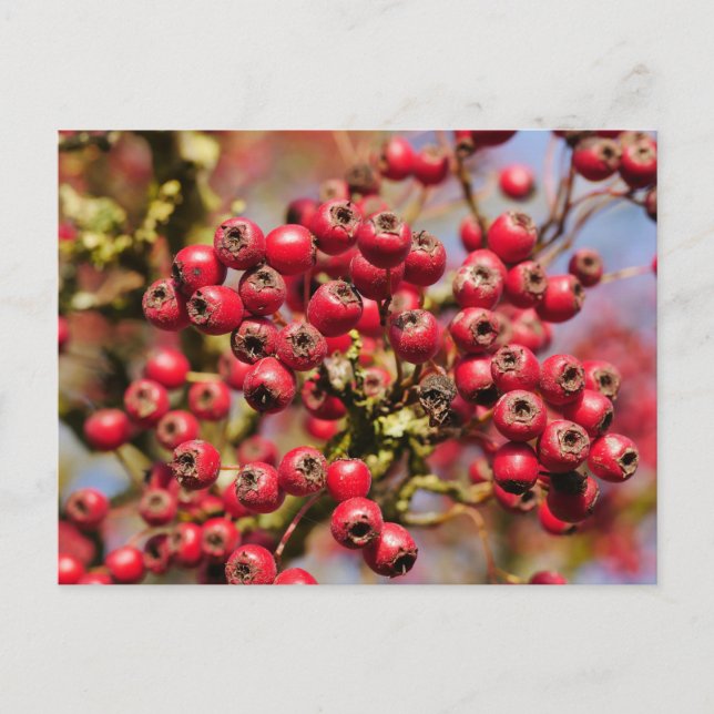 Hawthorn Berries Postcard Postkarte (Vorderseite)