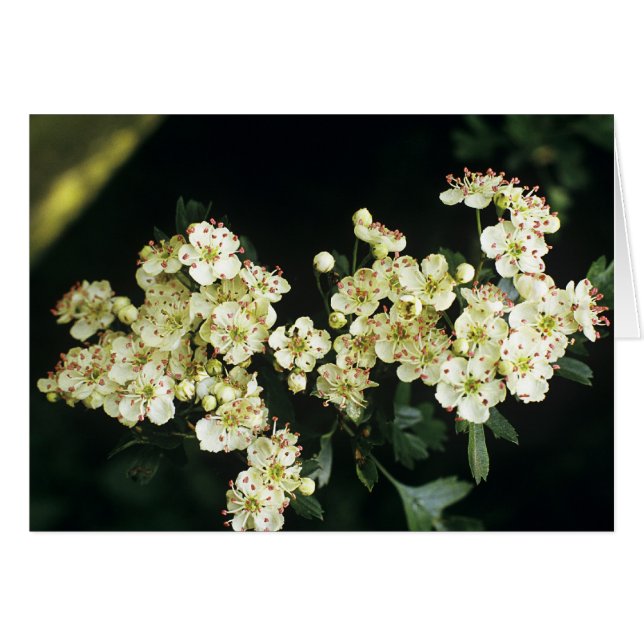 Hawthorn Blossom (Vorderseite (Horizontal))