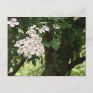 Hawthorn Blossom Postkarte