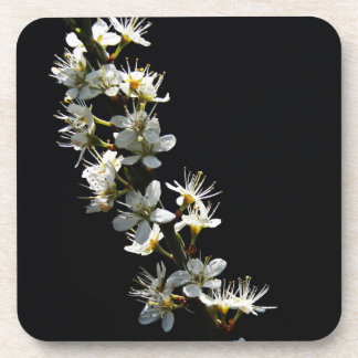Hawthorn Blume Küstenercna Getränkeuntersetzer