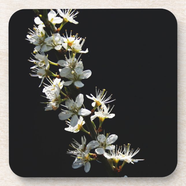 Hawthorn Blume Küstenercnm Getränkeuntersetzer (Vorderseite)