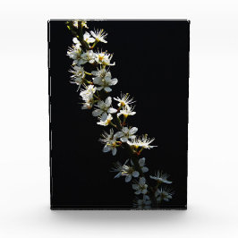 Hawthorn-Blume pbcnm Fotoblock