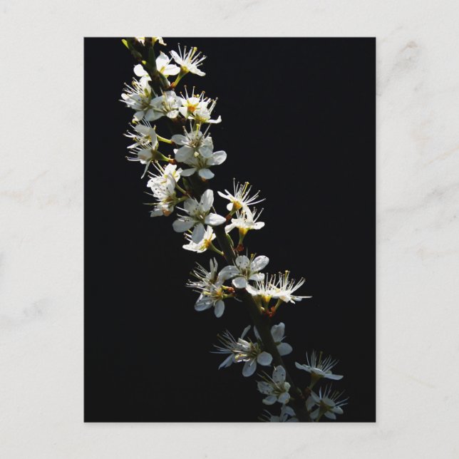 Hawthorn-Blume Postkarte (Vorderseite)