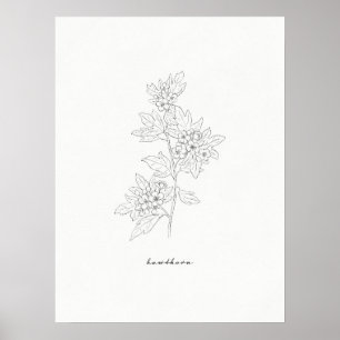 Hawthorn Flower Line Art Print Poster