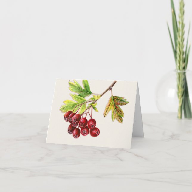 Hawthorn fruits fine art tombent carte quotidienne (Devant)