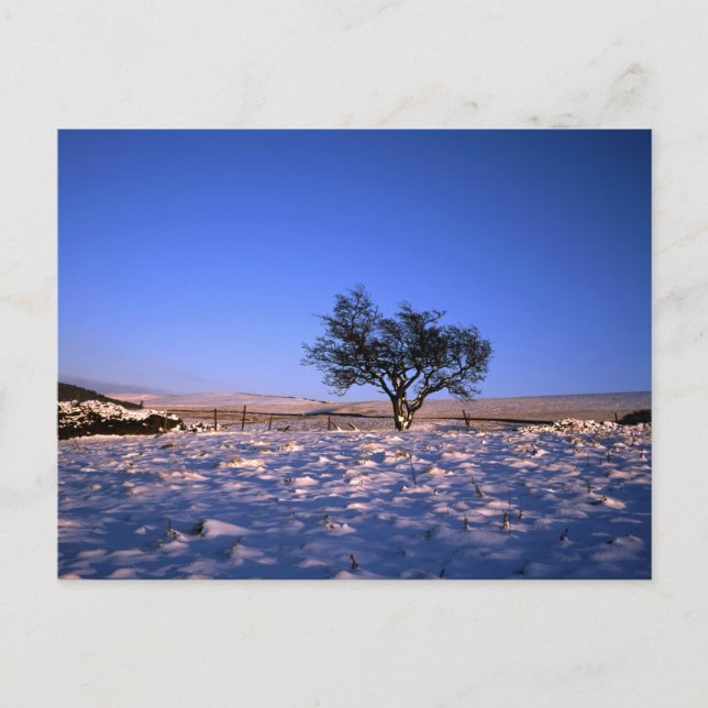 Hawthorn Tree winter Cheshire Postkarte (Vorderseite)