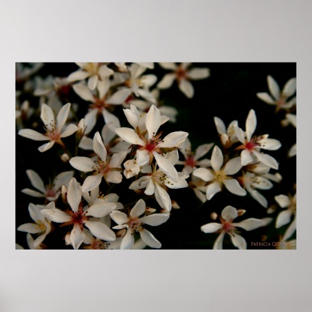 Hawthorne Poster (Vorne)