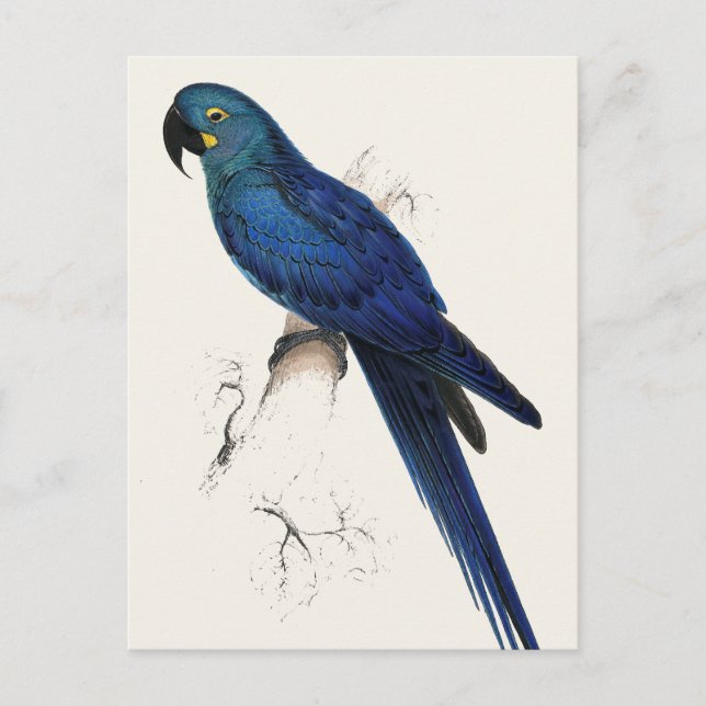 Hayacinthe Maccaw Postkarte (Vorderseite)