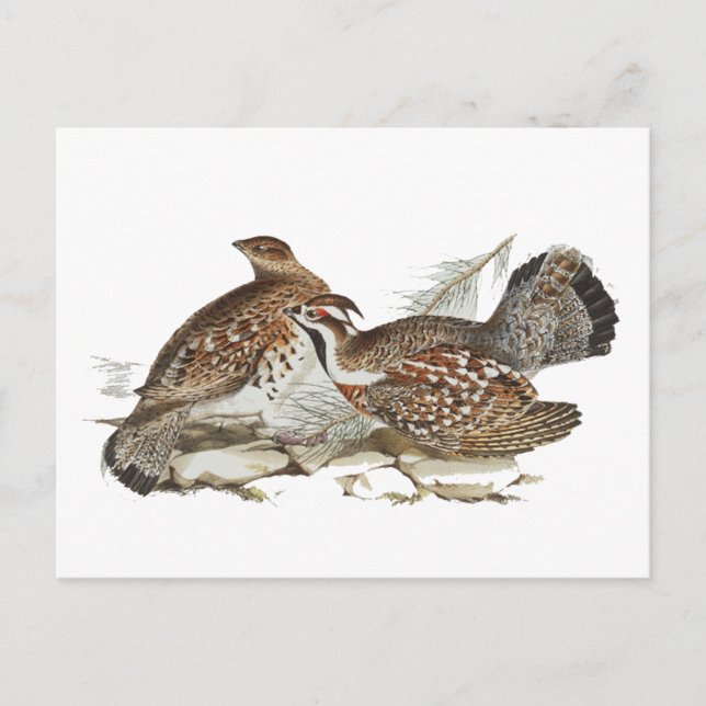 Hazel Grouse Postkarte (Vorderseite)