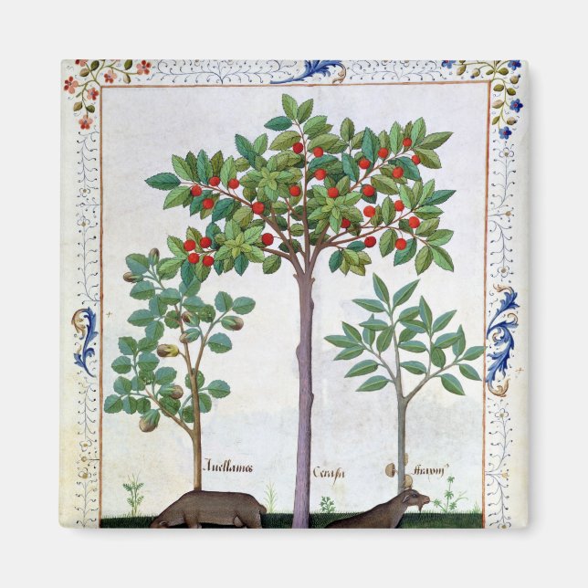 Hazelnut Bush und Cherry Magnet (Vorne)