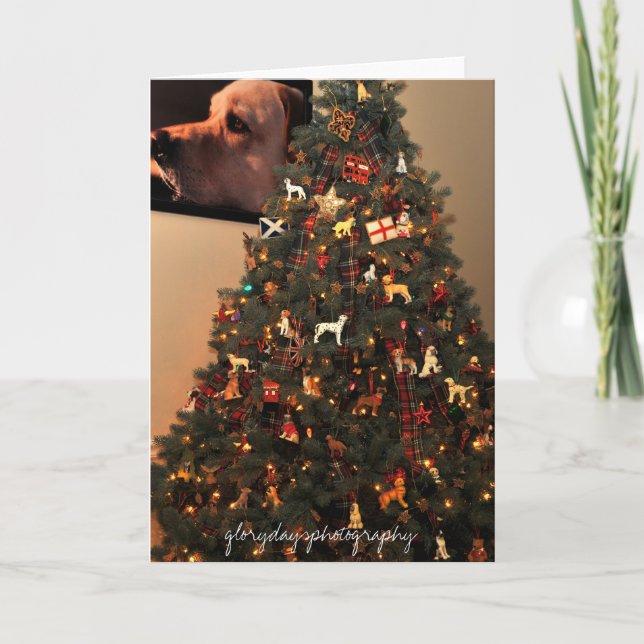 HCD_2846, Glorydaysphotographie Feiertagskarte (Vorderseite)