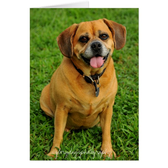 HCD_3984e, glorydaysphotography (Vorne)