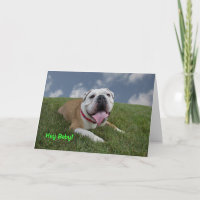 Hé bébé !  Carte d'anniversaire de bouledogue