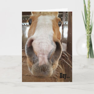 Cartes Drole Cheval D Anniversaire Zazzle Ch