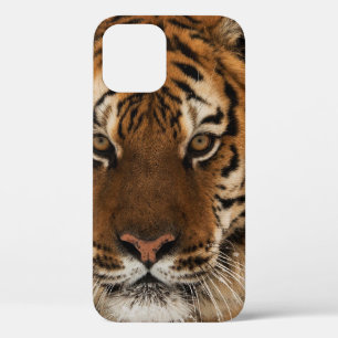 Head Shot of Sibirien Tiger Case-Mate iPhone Hülle