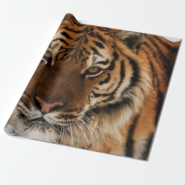 Head Shot of Sibirien Tiger Geschenkpapier (Ungerollt)