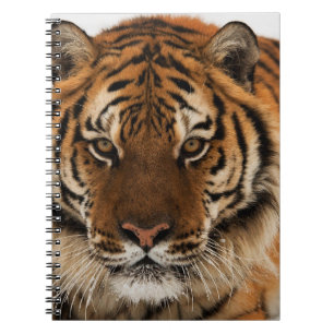 Head Shot of Sibirien Tiger Notizblock