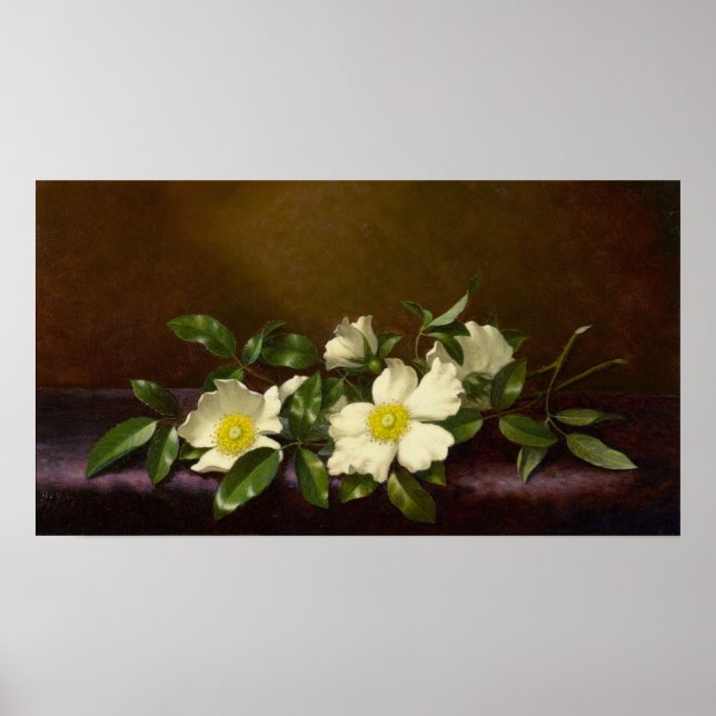 Heade - Cherokee-Rose auf einem Lila Tuch 1894 Poster (Vorne)