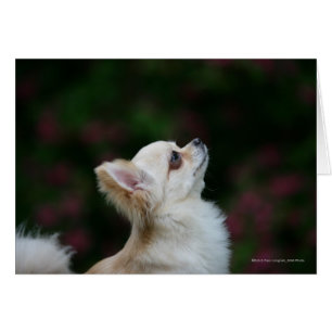 Headshot aux cheveux longs 2 de chiwawa