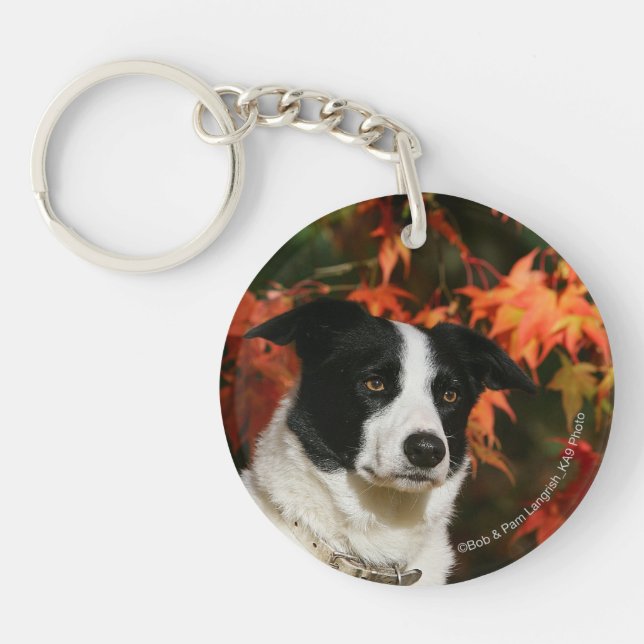 Headshot d'automne de border collie (Devant)