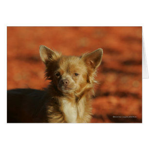 Headshot de chiot de chiwawa