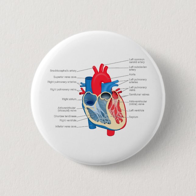 Heart_Anatomy Button (Vorderseite)