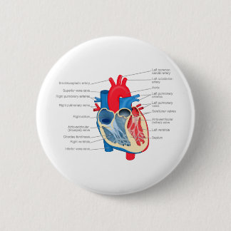 Heart_Anatomy Button
