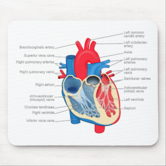 Heart_Anatomy Mousepad