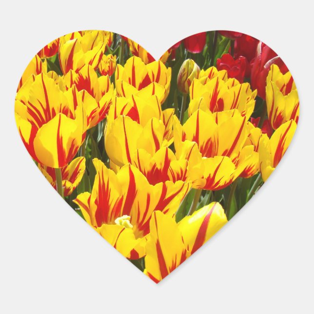 Heart Shaped Aufkleber Tulip Blume Frühlingsaufkle (Vorderseite)