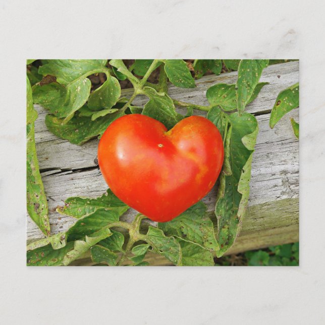 Heart Shaped Tomato Postkarte (Vorderseite)