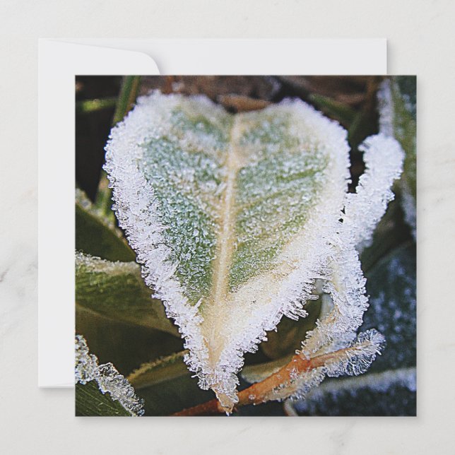 Heartförmiges Blatt mit Eis Einladung (Vorderseite)