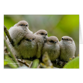Heartwärming Niedlich Bushtits Songbirds Family Fo