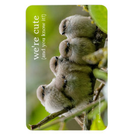 Heartwärming Niedlich Bushtits Songbirds Family Fo Magnet